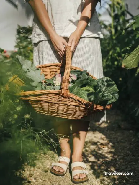 Harvesting-bag.