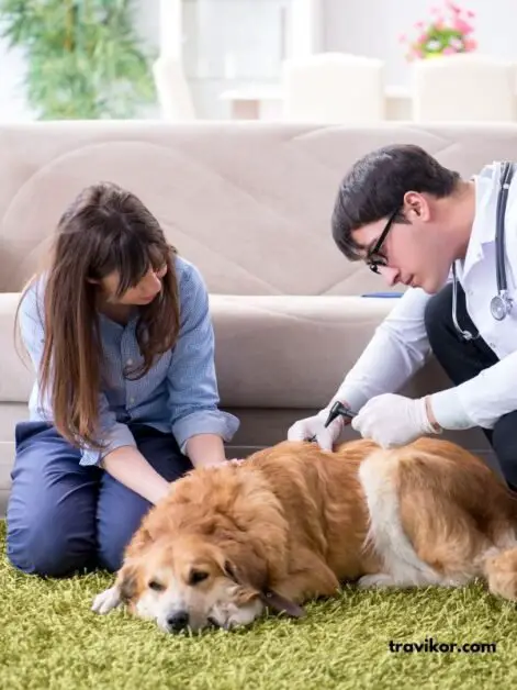Health -and- Vet- Visits