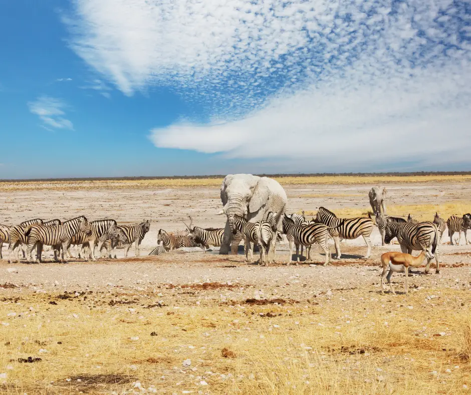 Top Safest Places to Travel in Africa 2025